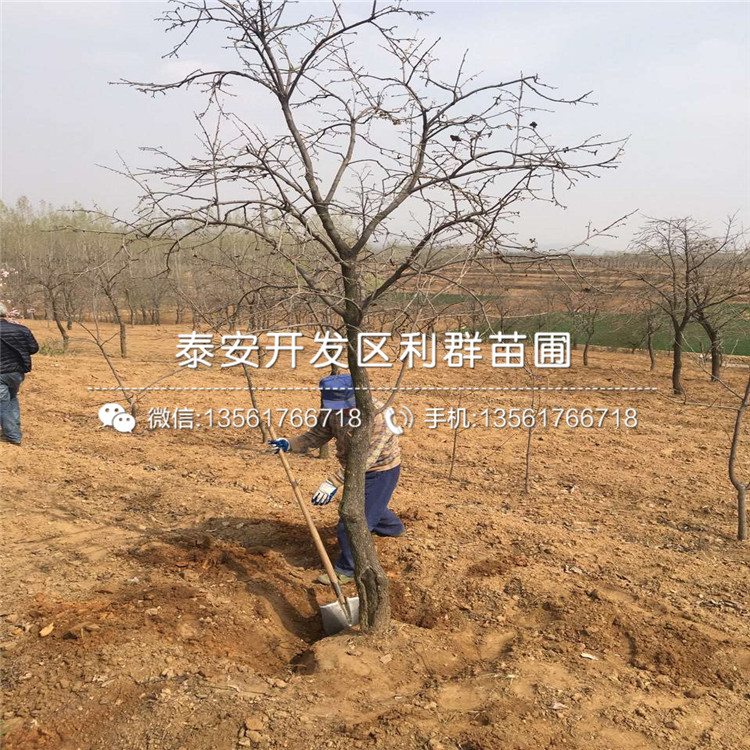 陽(yáng)豐甜柿苗價(jià)格、2019年陽(yáng)豐甜柿苗價(jià)格