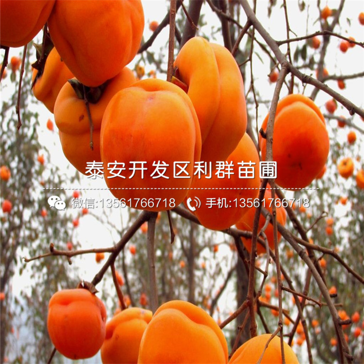 黑柿子樹苗價格、黑柿子樹苗價格及報價