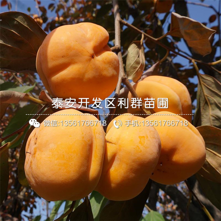 大秋甜柿樹(shù)苗報(bào)價(jià)、大秋甜柿樹(shù)苗價(jià)格