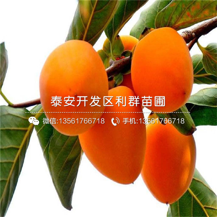 陽(yáng)豐甜柿苗價(jià)格、2019年陽(yáng)豐甜柿苗價(jià)格