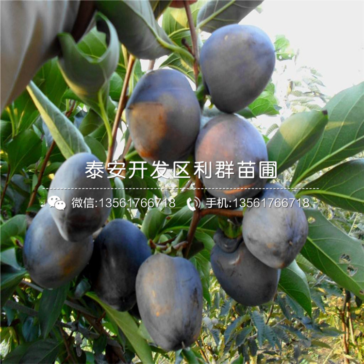 山東巧克力柿子樹(shù)苗、山東巧克力柿子樹(shù)苗價(jià)格