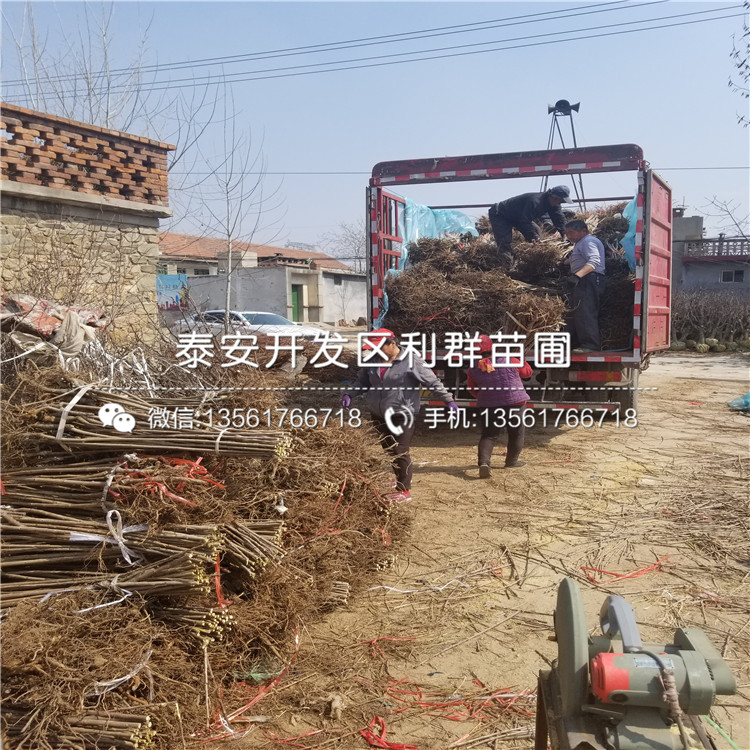 批发美早大樱桃树苗、美早大樱桃树苗价格及报价