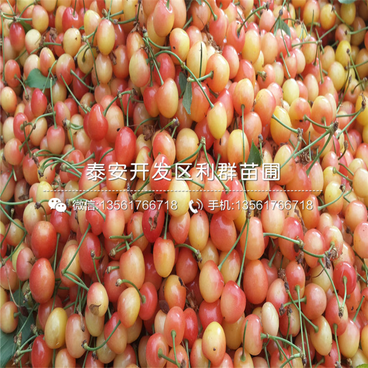 蘭丁2號批發(fā)、蘭丁2號多少錢一棵