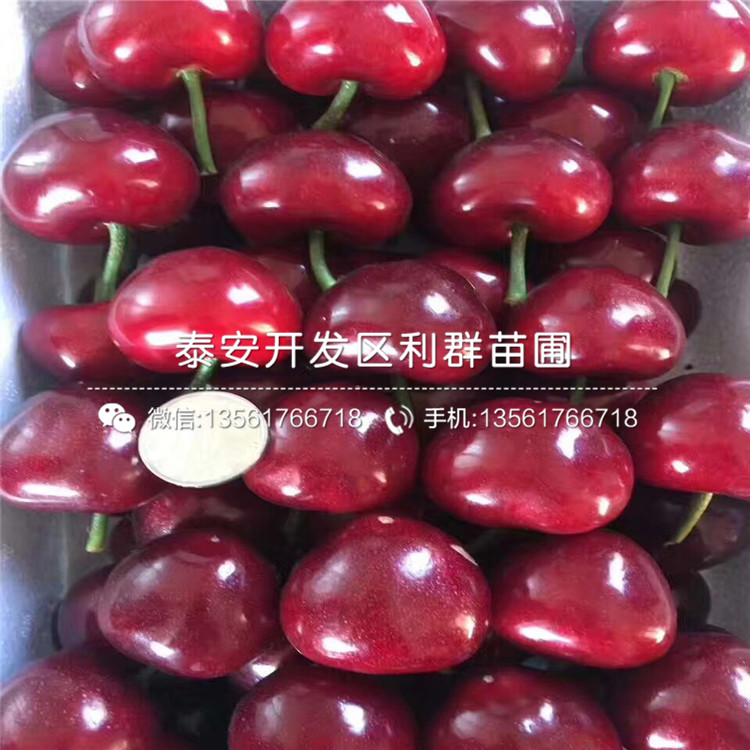 2020年吉塞拉6號(hào)報(bào)價(jià)、今年吉塞拉6號(hào)價(jià)格是多少