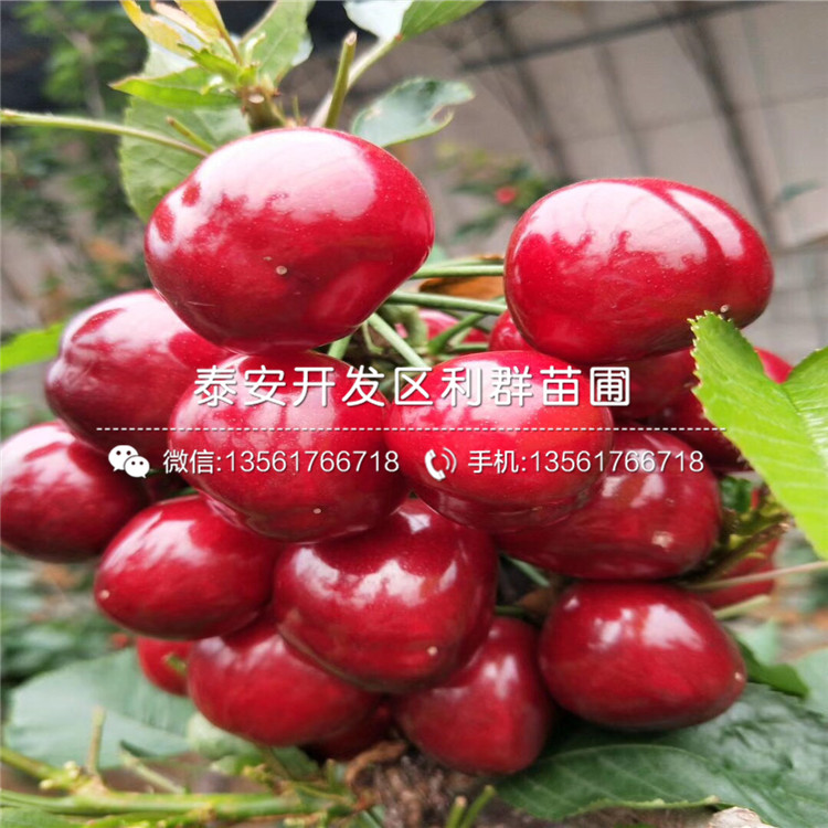 批发美早大樱桃树苗、美早大樱桃树苗价格及报价
