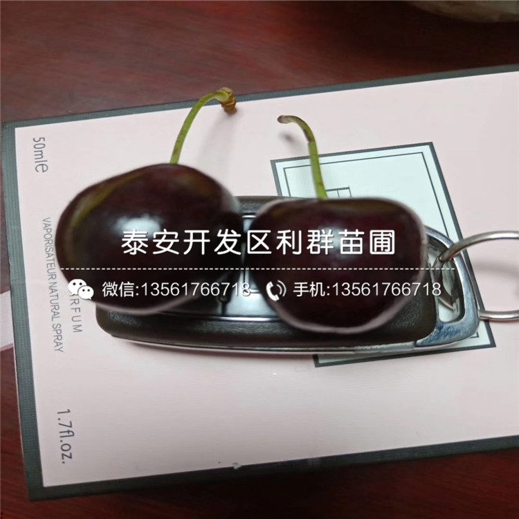 2020年吉塞拉6號(hào)報(bào)價(jià)、今年吉塞拉6號(hào)價(jià)格是多少