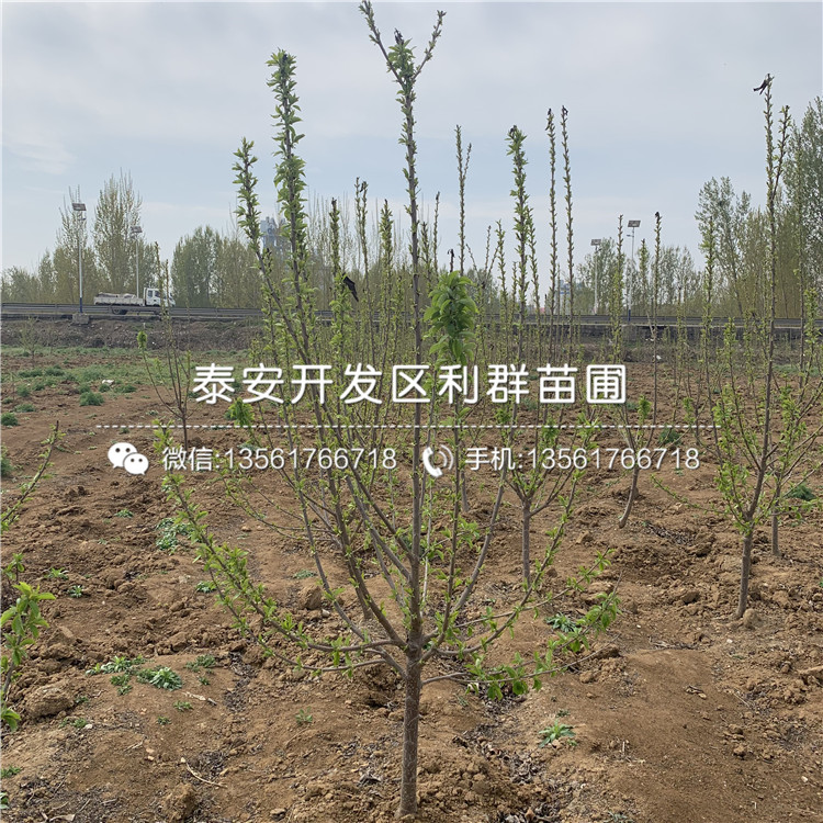 蘭丁2號批發(fā)、蘭丁2號多少錢一棵