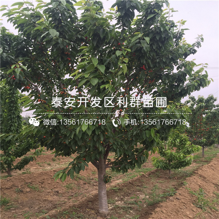 蘭丁2號批發(fā)、蘭丁2號多少錢一棵