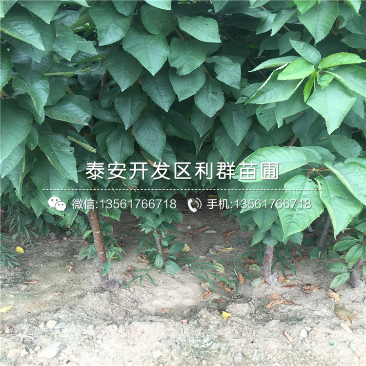 批发美早大樱桃树苗、美早大樱桃树苗价格及报价