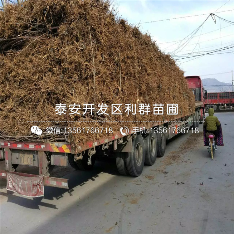 2020年吉塞拉6號(hào)報(bào)價(jià)、今年吉塞拉6號(hào)價(jià)格是多少