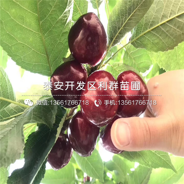 蘭丁2號批發(fā)、蘭丁2號多少錢一棵