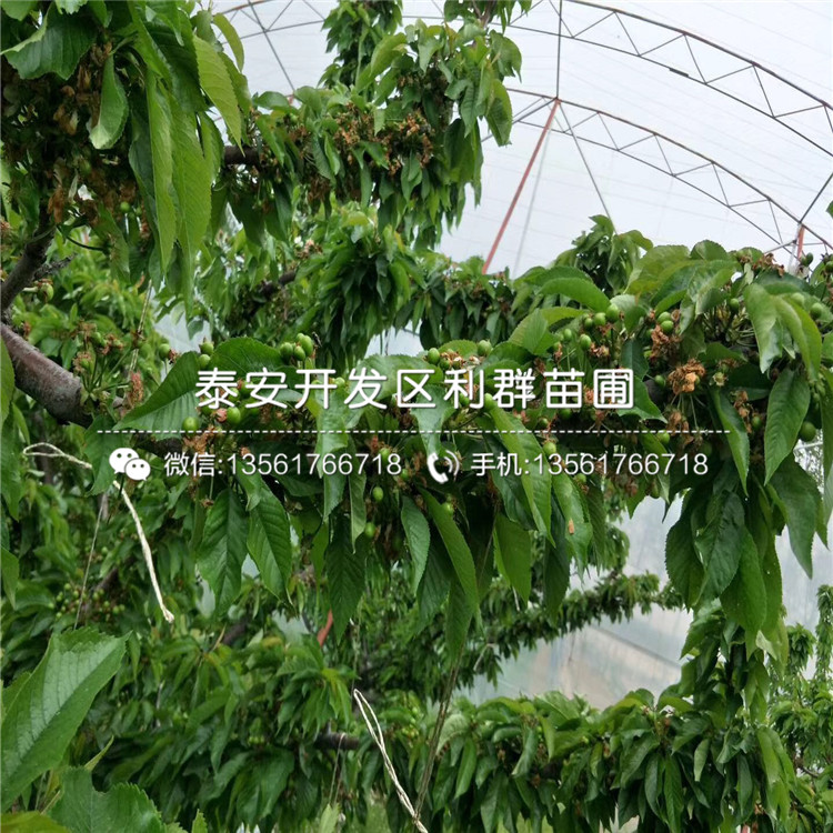 4公分車?yán)遄用纭?公分車?yán)遄用鐑r(jià)格
