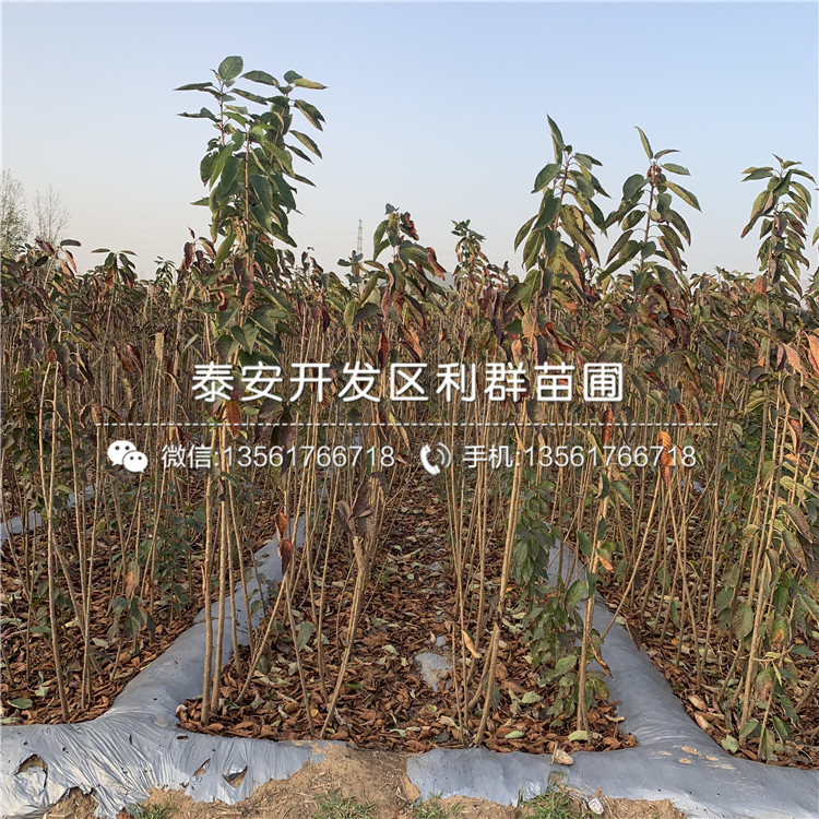 山東車(chē)?yán)遄用?、山東車(chē)?yán)遄用缧缕贩N