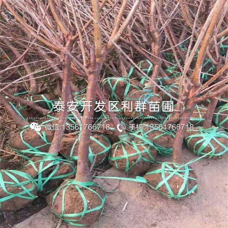 吉塞拉12號價格、山東吉塞拉12號