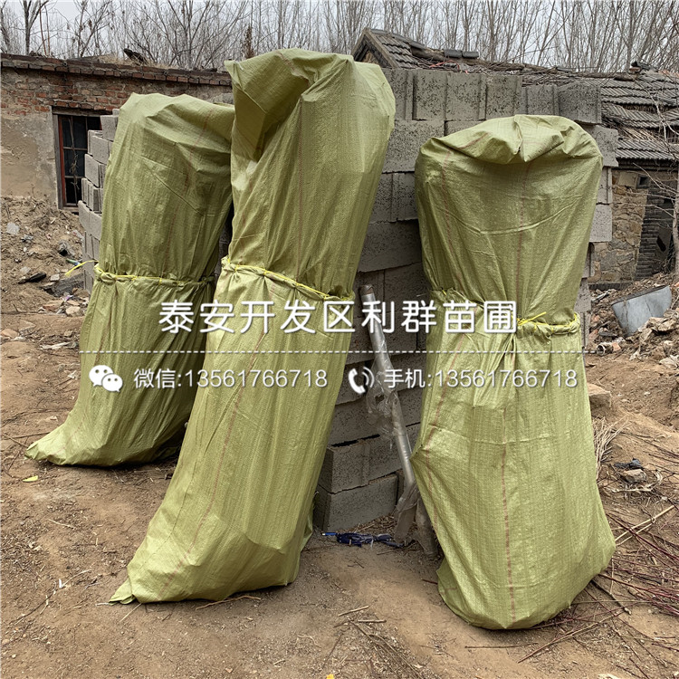 4公分車?yán)遄用纭?公分車?yán)遄用鐑r(jià)格