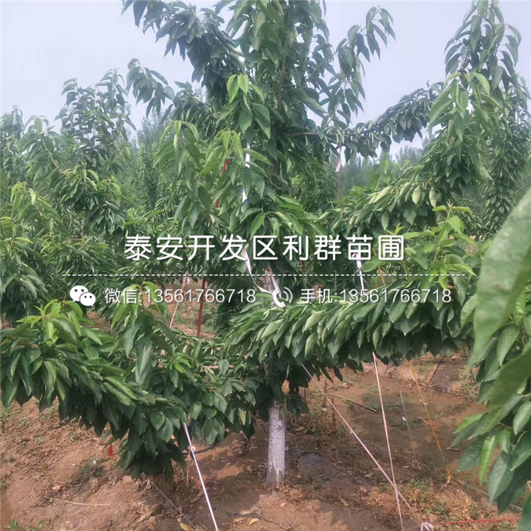 山東車(chē)?yán)遄用纭⑸綎|車(chē)?yán)遄用缧缕贩N