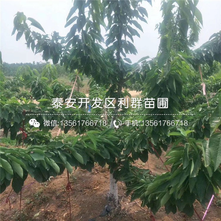山東車(chē)?yán)遄用?、山東車(chē)?yán)遄用缧缕贩N