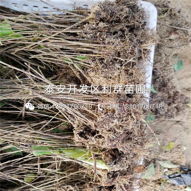 山東車?yán)遄訕涿?、山東車?yán)遄訕涿鐑r(jià)格