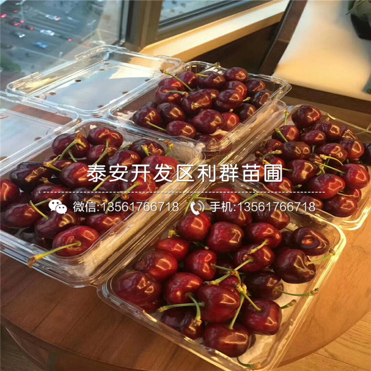 吉塞拉12號價格、山東吉塞拉12號