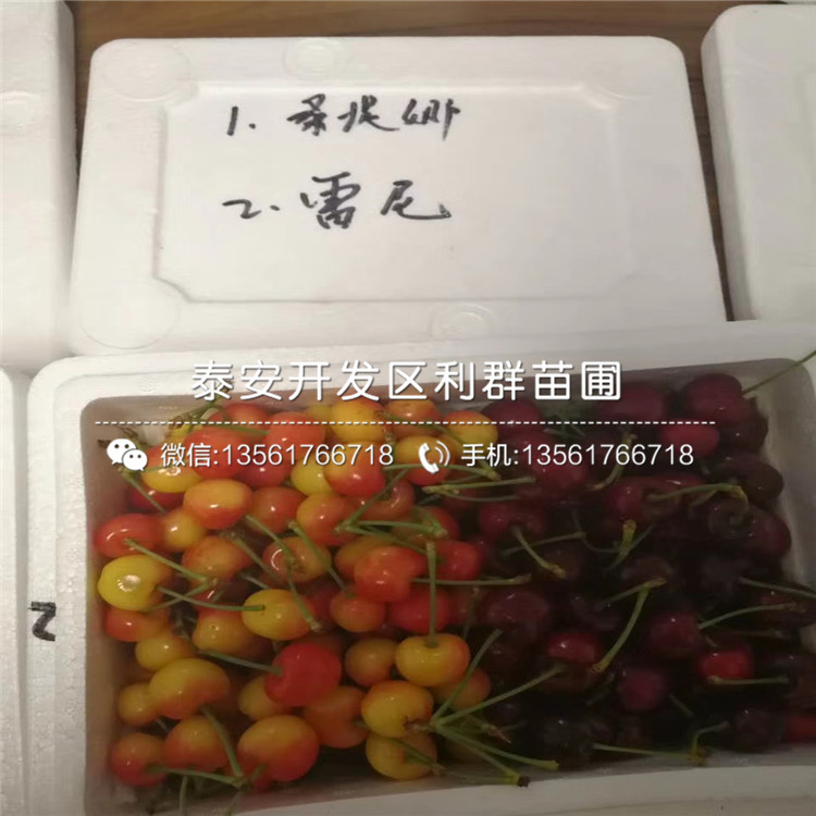 山東車?yán)遄訕涿?、山東車?yán)遄訕涿鐑r(jià)格