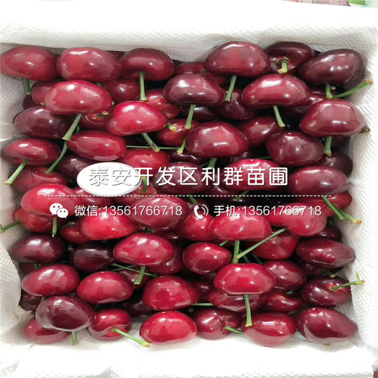 吉塞拉12號價格、山東吉塞拉12號