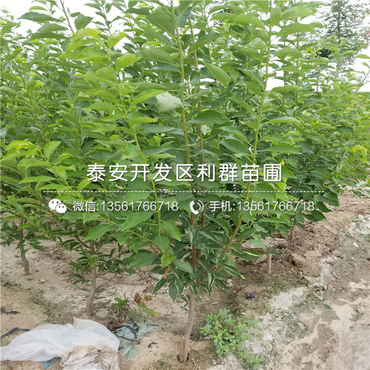 美國(guó)恐龍蛋李苗價(jià)錢