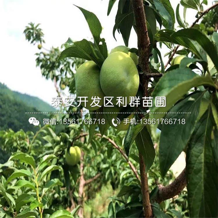 西梅李子苗品種介紹、2020年西梅李子苗價格
