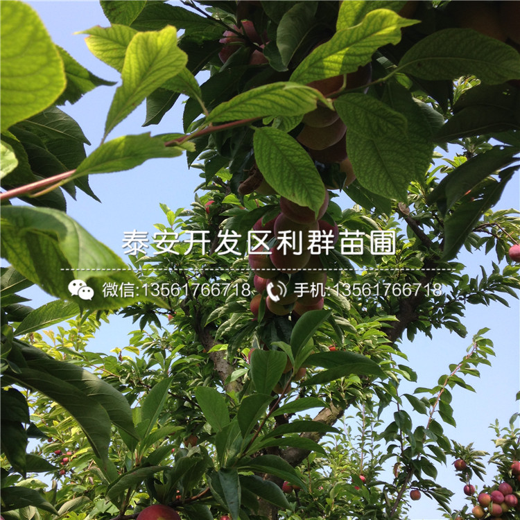 法蘭西西梅李子苗基地、法蘭西西梅李子苗價格及報價