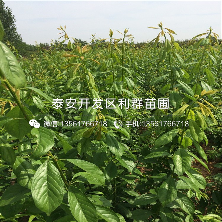 脆紅李樹苗、脆紅李樹苗價格