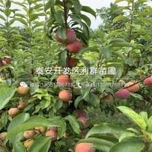 早红李子苗批发价格、2020年早红李子苗价格图片