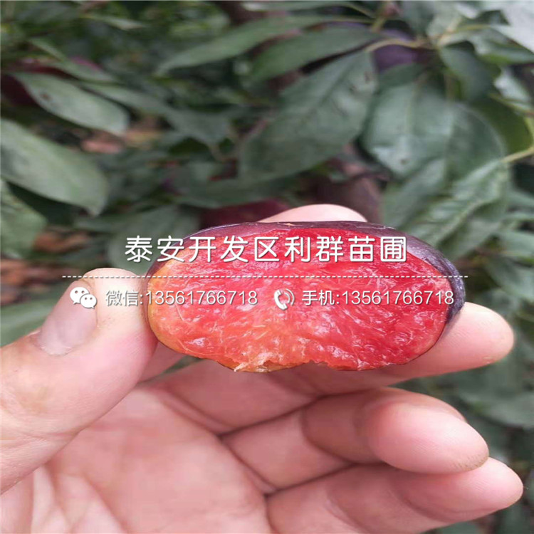 恐龍蛋李樹苗、恐龍蛋李樹苗價(jià)格及基地