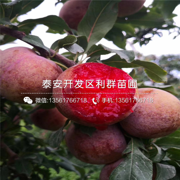 山東李子樹苗、山東李子樹苗基地及報(bào)價(jià)