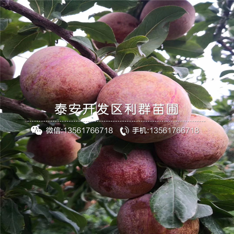 黑布林李子苗、黑布林李子苗基地