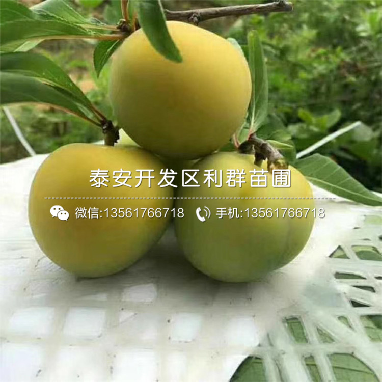 山東早紅李子苗、山東早紅李子苗基地
