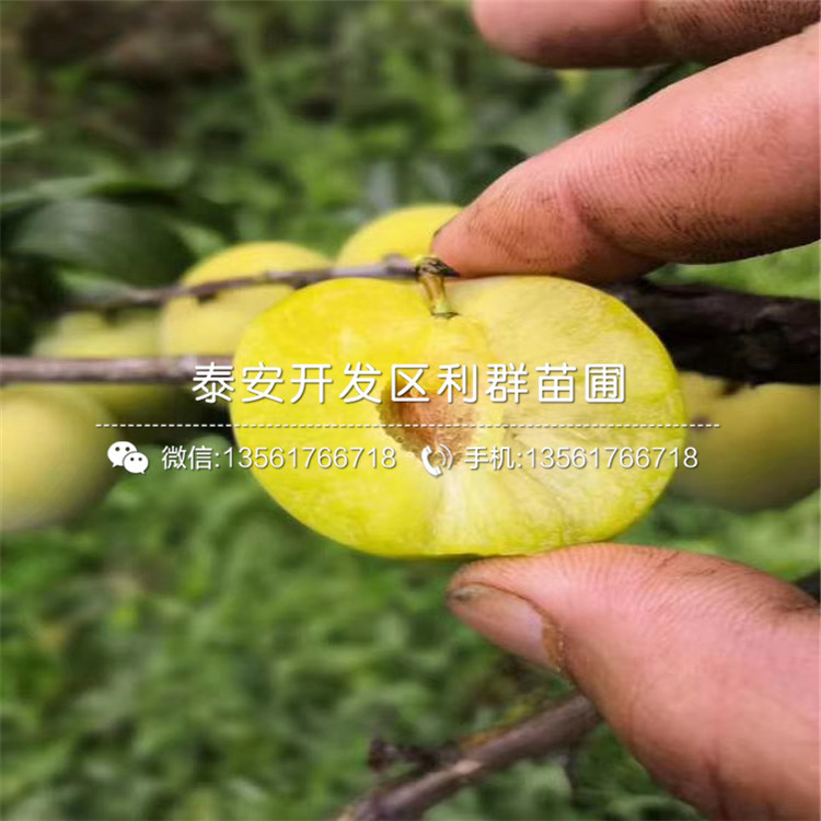 李子樹苗報價、李子樹苗價格及報價
