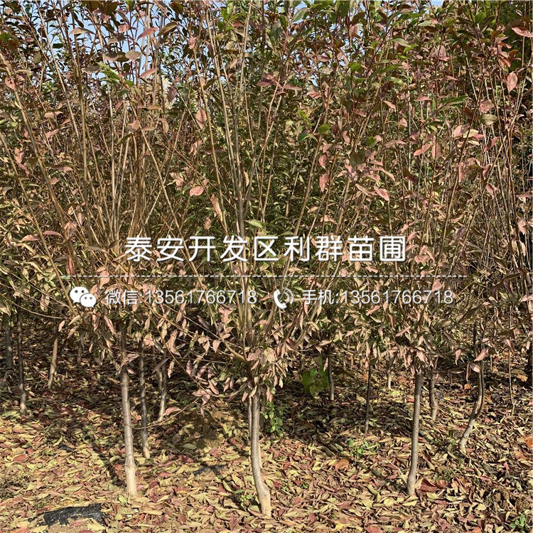 3公分李子苗、3公分李子苗出售價格