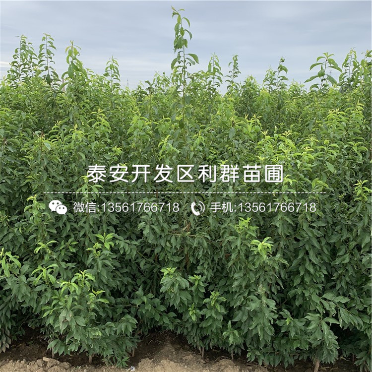 國(guó)峰十七號(hào)李子樹(shù)苗報(bào)價(jià)、國(guó)峰十七號(hào)李子樹(shù)苗價(jià)格及報(bào)價(jià)