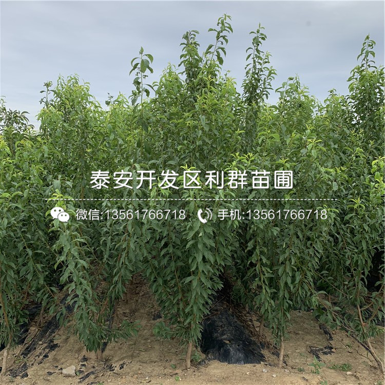新品種恐龍蛋李樹苗、恐龍蛋李樹苗價格及基地