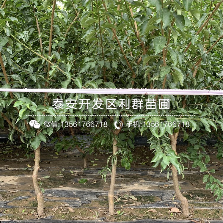 冰脆李苗價(jià)格、冰脆李苗基地