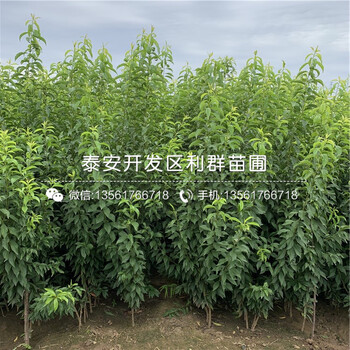 新品種紅脆李樹(shù)苗、新品種紅脆李樹(shù)苗價(jià)格