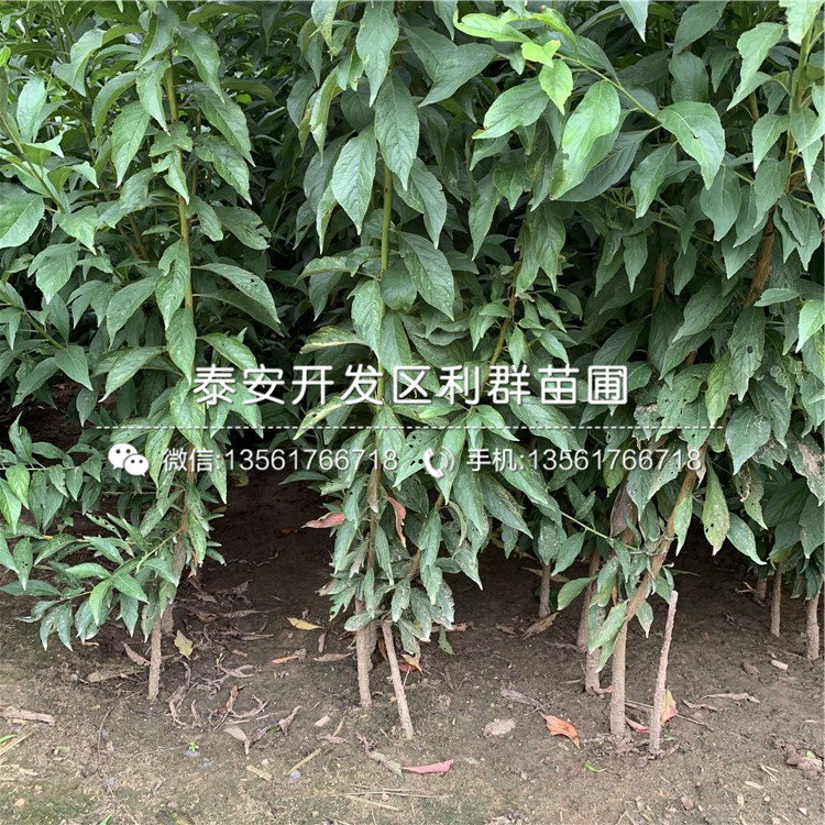 山東風(fēng)味皇后李子樹(shù)苗、山東風(fēng)味皇后李子樹(shù)苗新品種