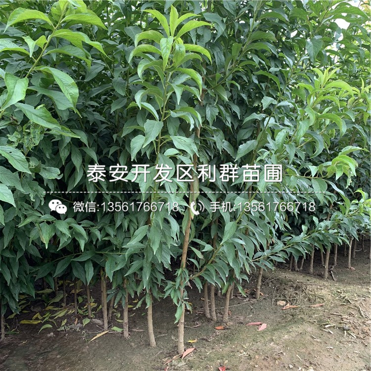 出售女神李子苗、女神李子苗價格及報價