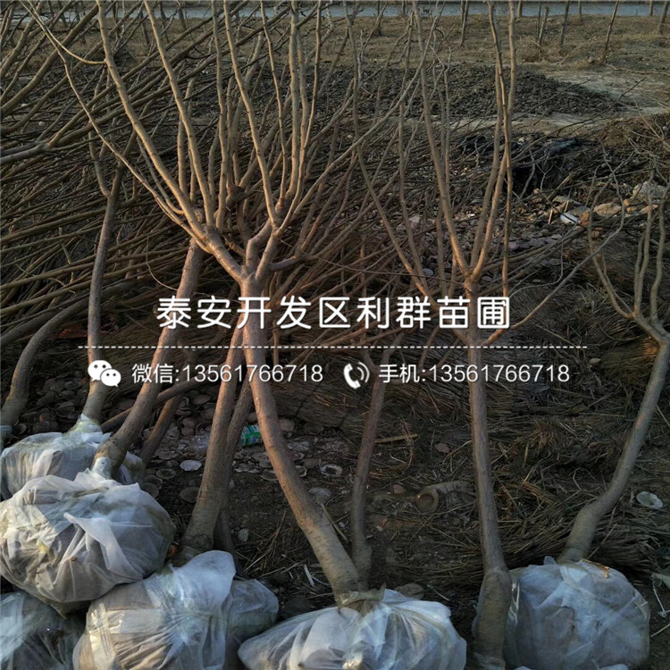 大紅袍李子苗價(jià)格、山東大紅袍李子苗