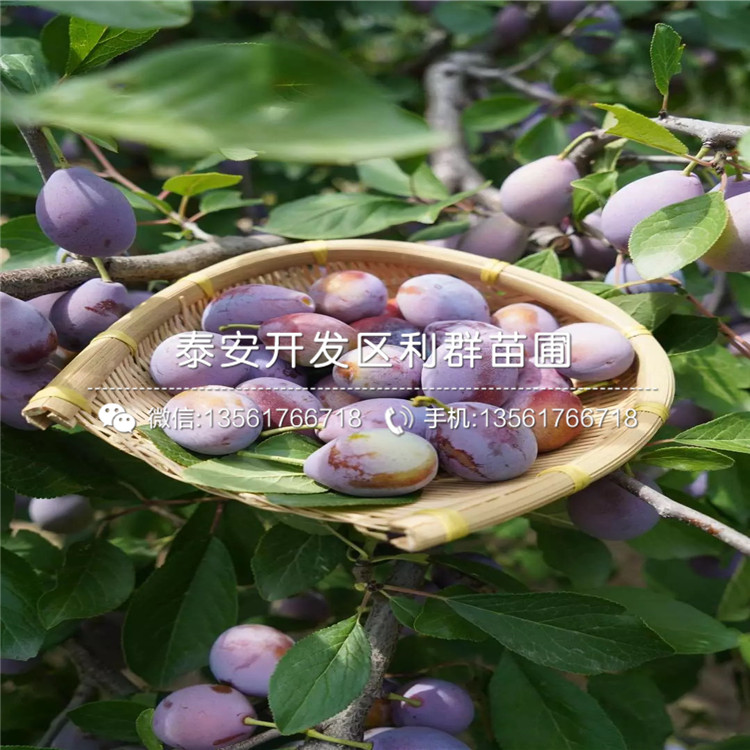 山東李子樹苗、山東李子樹苗基地及報(bào)價(jià)