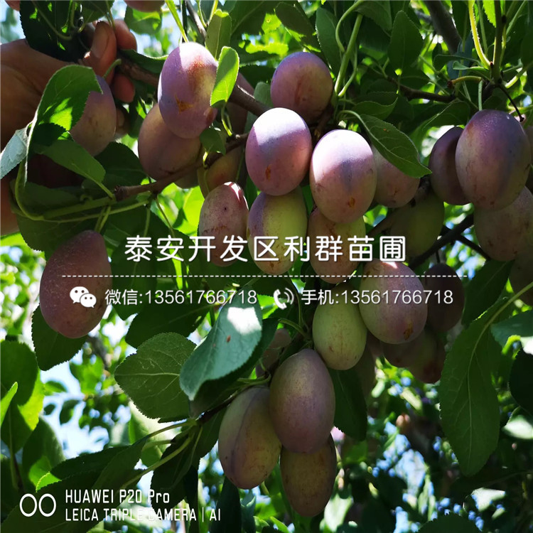 國峰七號(hào)李子樹苗品種介紹、2020年國峰七號(hào)李子樹苗價(jià)格