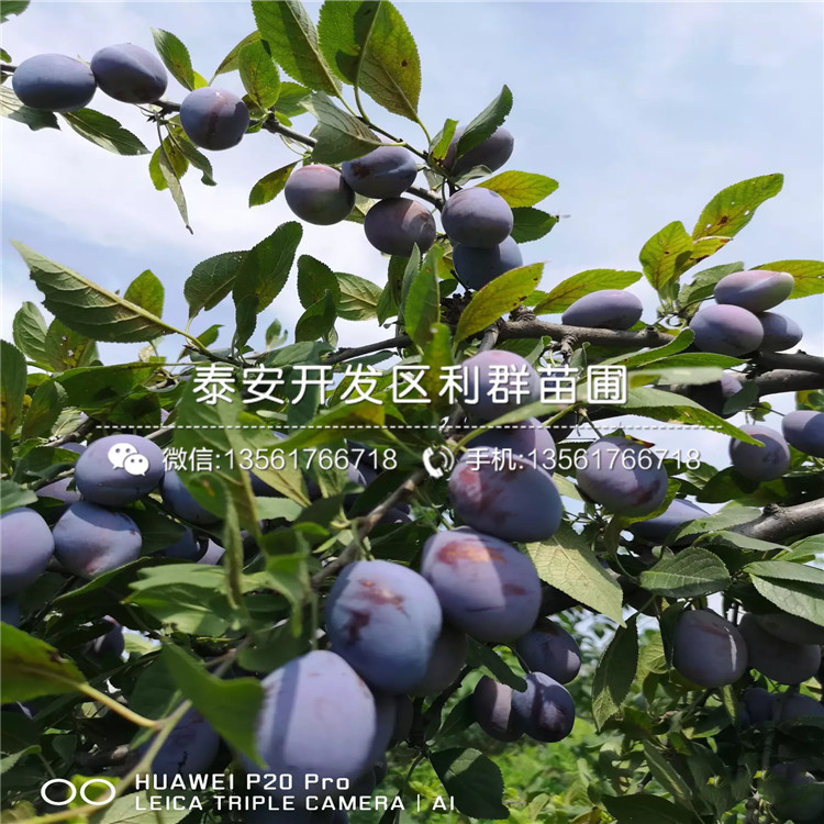紅寶石李子樹苗品種介紹、紅寶石李子樹苗價格及基地
