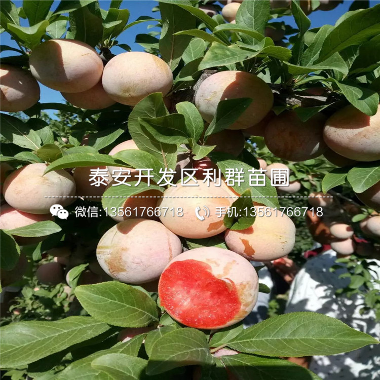 山東李子樹苗、山東李子樹苗基地及報(bào)價(jià)