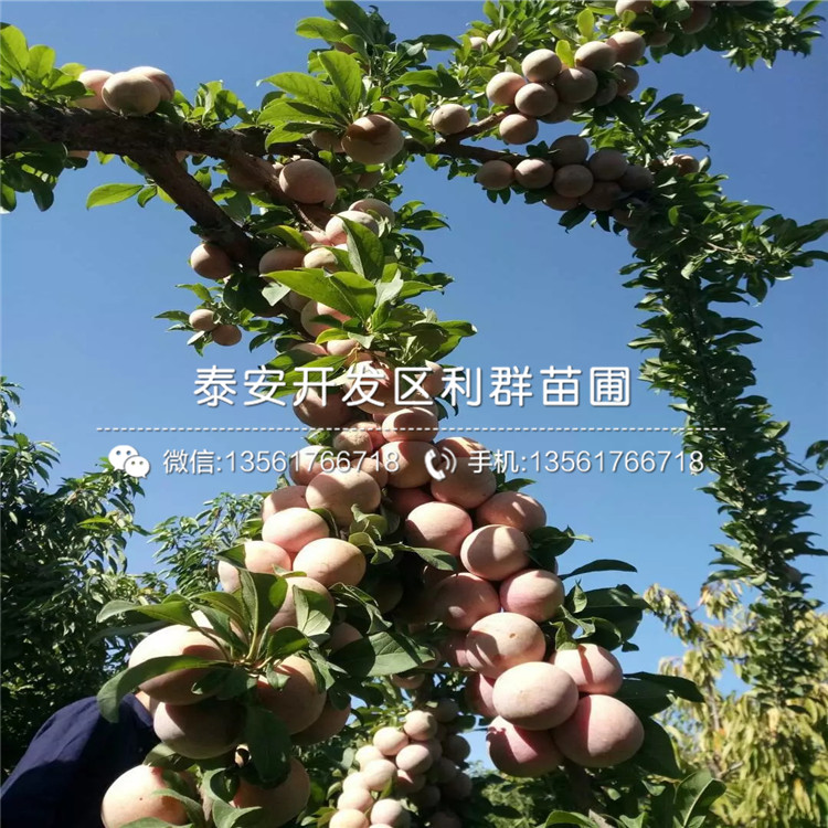 出售杏李苗、杏李苗基地