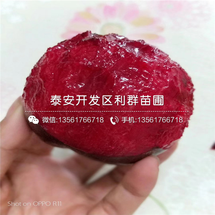 2公分李子苗出售、2公分李子苗價格