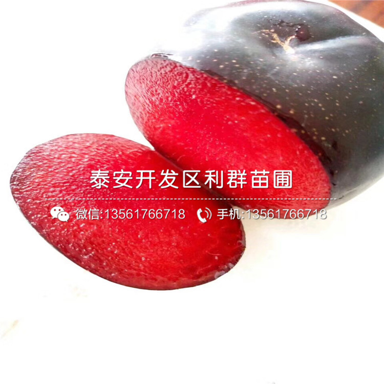 2公分李子苗出售、2公分李子苗價格